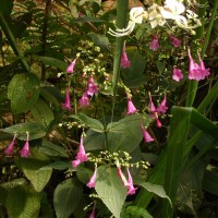 Strobilanthes hamiltoniana (Steud.) Bosser & Heine